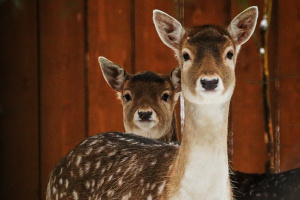 ���� ���� ����������� ��-�� ������������