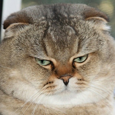 ������� �������