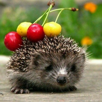 ������� ��������