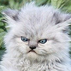 ������������������ �����