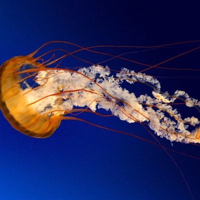 �������� ����������